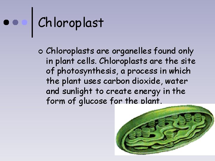 Chloroplast ¢ Chloroplasts are organelles found only in plant cells. Chloroplasts are the site