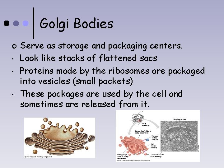 Golgi Bodies ¢ • • • Serve as storage and packaging centers. Look like