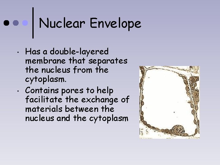 Nuclear Envelope • • Has a double-layered membrane that separates the nucleus from the