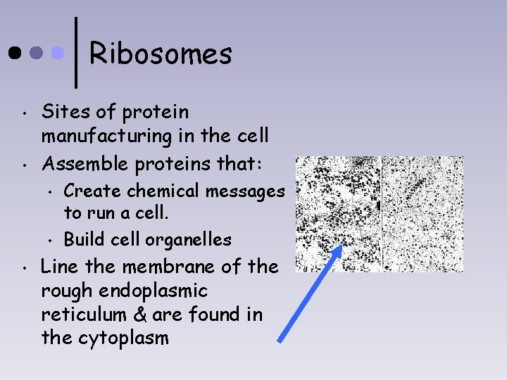Ribosomes • • Sites of protein manufacturing in the cell Assemble proteins that: •