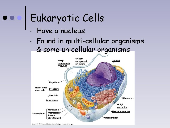 Eukaryotic Cells • • Have a nucleus Found in multi-cellular organisms & some unicellular