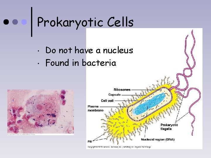 Prokaryotic Cells • • Do not have a nucleus Found in bacteria 