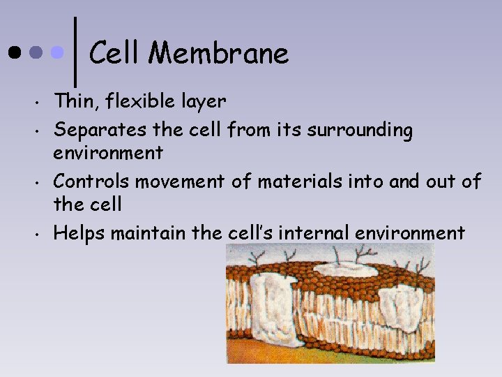 Cell Membrane • • Thin, flexible layer Separates the cell from its surrounding environment