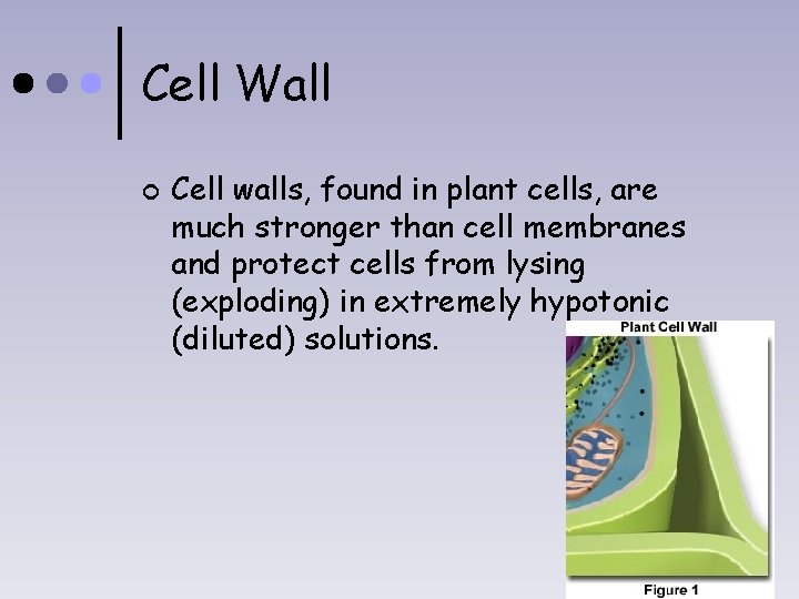 Cell Wall ¢ Cell walls, found in plant cells, are much stronger than cell