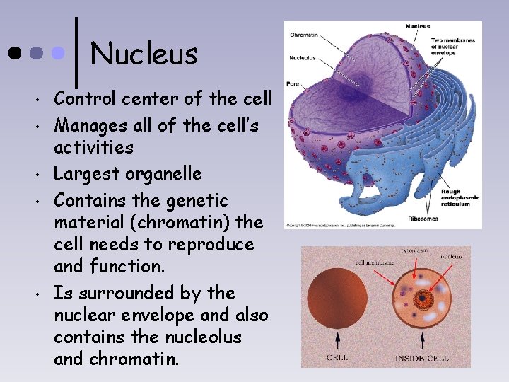 Nucleus • • • Control center of the cell Manages all of the cell’s
