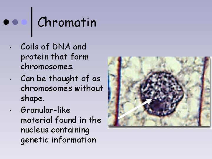 Chromatin • • • Coils of DNA and protein that form chromosomes. Can be