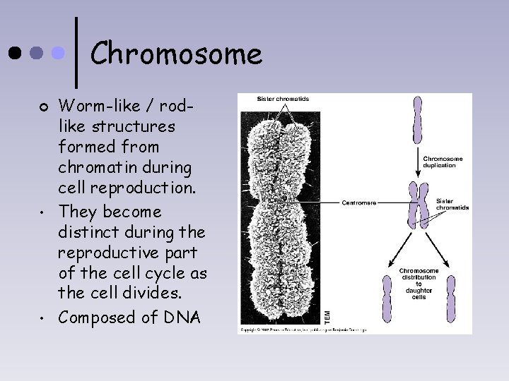 Chromosome ¢ • • Worm-like / rodlike structures formed from chromatin during cell reproduction.