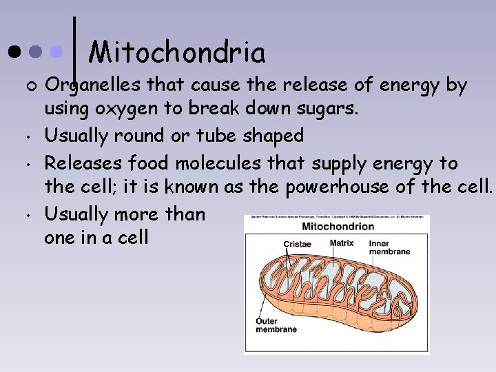 Mitochondria ¢ • • • Organelles that cause the release of energy by using