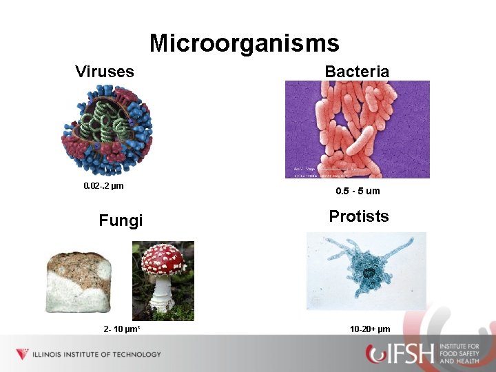 Microorganisms Viruses 0. 02 -. 2 µm Fungi 2 - 10 µm* Bacteria 0.