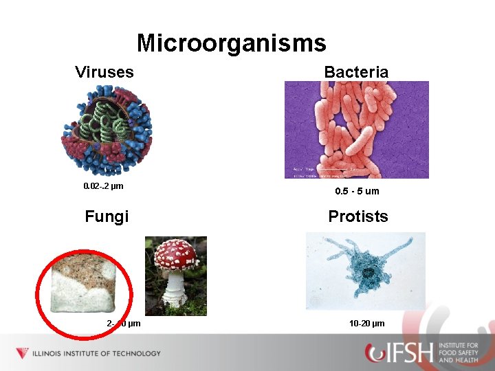 Microorganisms Viruses 0. 02 -. 2 µm Fungi 2 - 10 µm Bacteria 0.