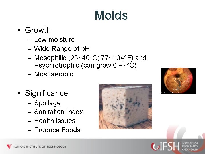 Molds • Growth – Low moisture – Wide Range of p. H – Mesophilic