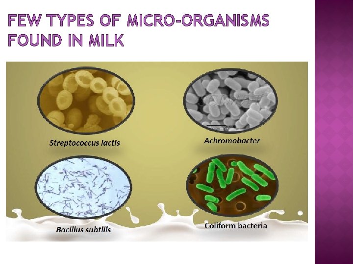 FEW TYPES OF MICRO-ORGANISMS FOUND IN MILK 
