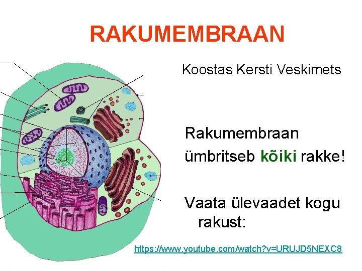 RAKUMEMBRAAN Koostas Kersti Veskimets Rakumembraan ümbritseb kõiki rakke! Vaata ülevaadet kogu rakust: https: //www.