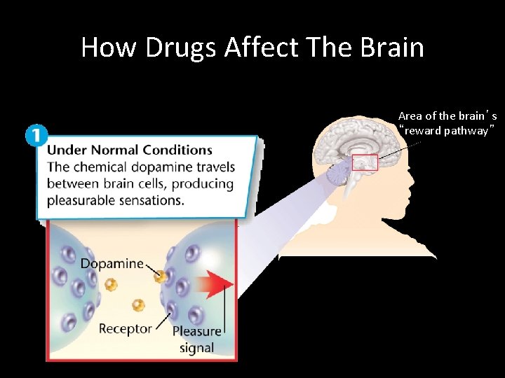 How Drugs Affect The Brain Area of the brain’s “reward pathway” 