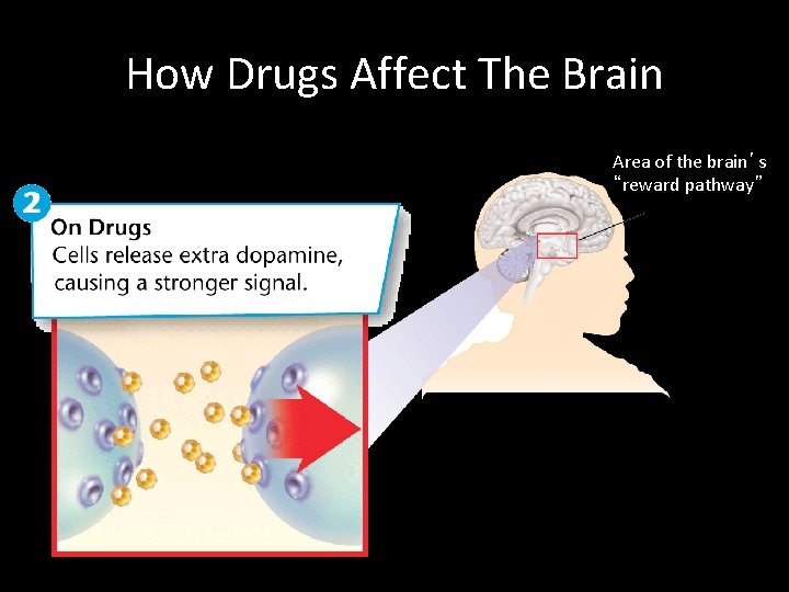 How Drugs Affect The Brain Area of the brain’s “reward pathway” 