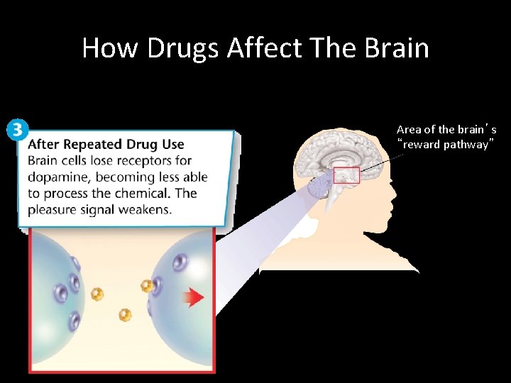 How Drugs Affect The Brain Area of the brain’s “reward pathway” 