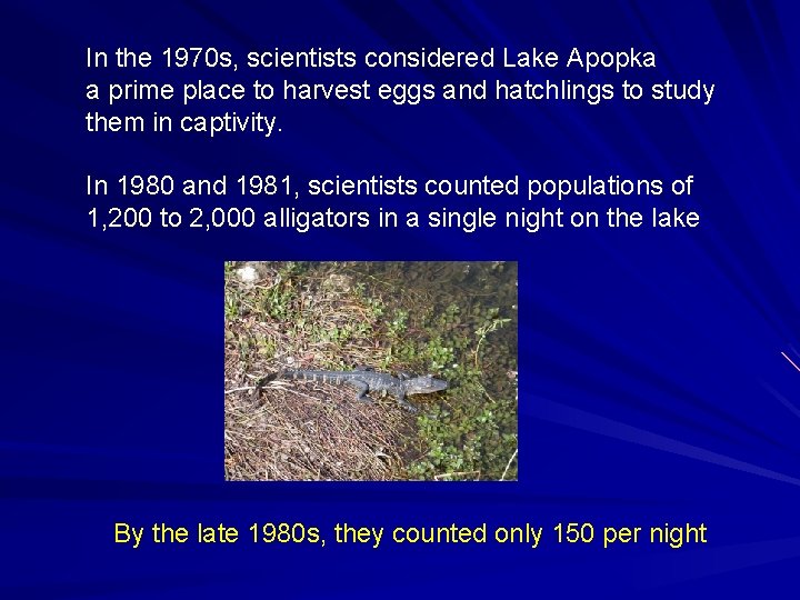 In the 1970 s, scientists considered Lake Apopka a prime place to harvest eggs In the 1970 s, scientists considered Lake Apopka a prime place to harvest eggs