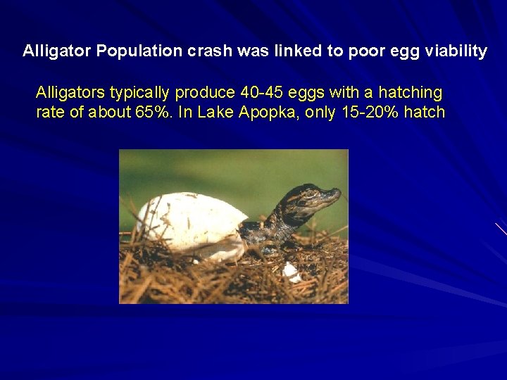 Alligator Population crash was linked to poor egg viability Alligators typically produce 40 -45