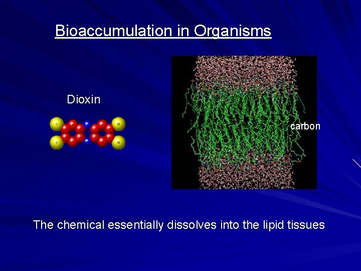 Bioaccumulation in Organisms Dioxin carbon The chemical essentially dissolves into the lipid tissues Bioaccumulation in Organisms Dioxin carbon The chemical essentially dissolves into the lipid tissues