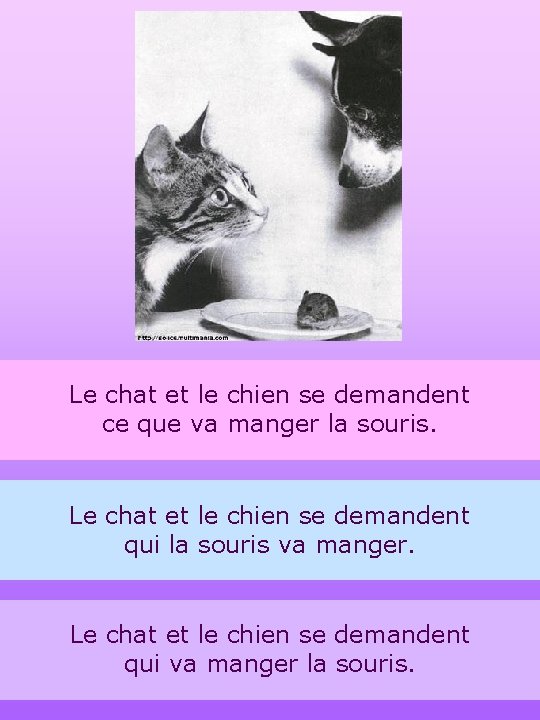 Le chat et le chien se demandent ce que va manger la souris. Le