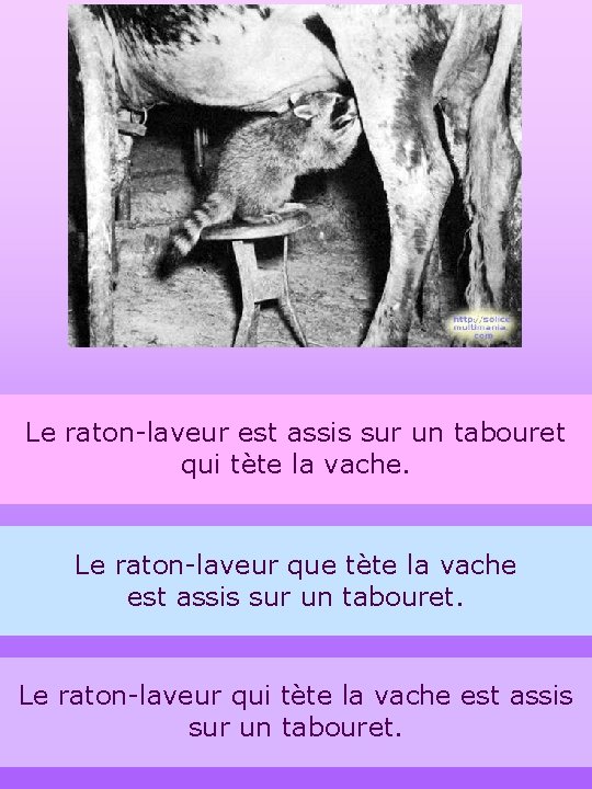 6 Le raton-laveur est assis sur un tabouret qui tète la vache. Le raton-laveur