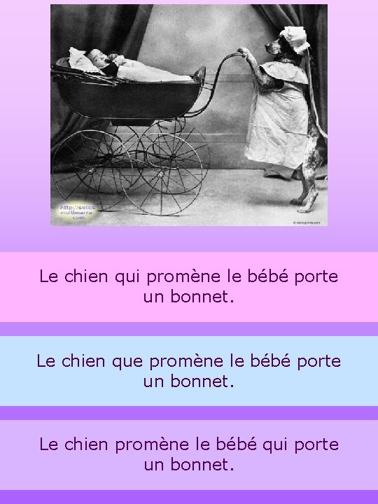 Le chien qui promène le bébé porte un bonnet. Le chien que promène le