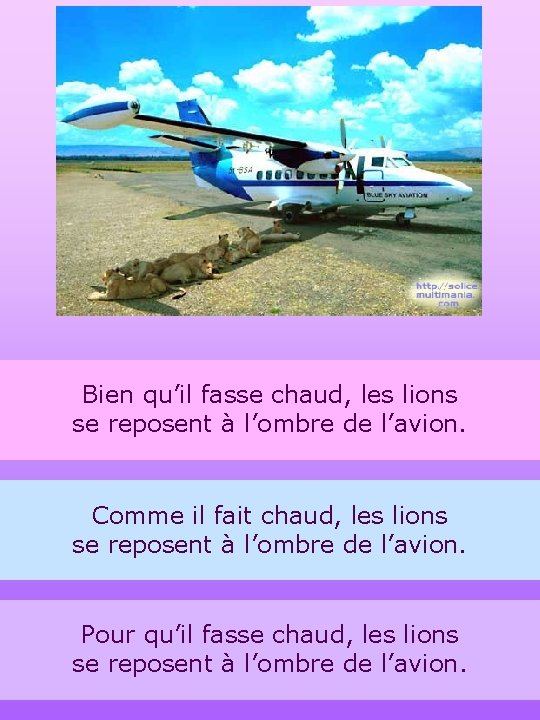 Bien qu’il fasse chaud, les lions se reposent à l’ombre de l’avion. Comme il