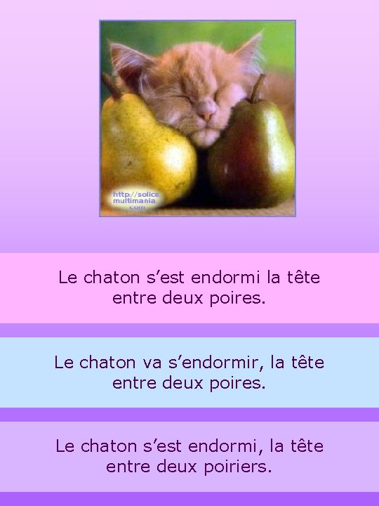 Le chaton s’est endormi la tête entre deux poires. Le chaton va s’endormir, la