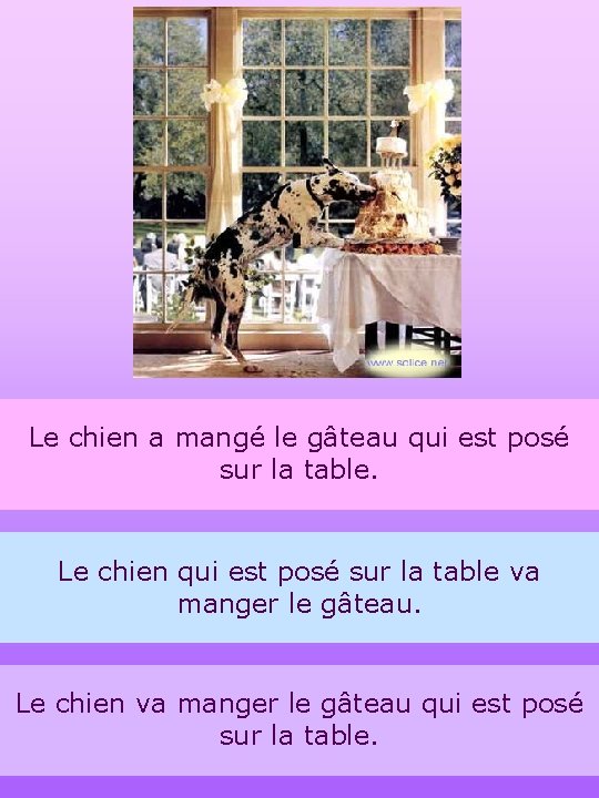 Le chien a mangé le gâteau qui est posé sur la table. Le chien