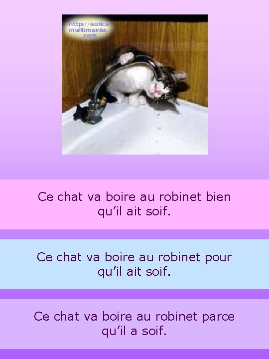 Ce chat va boire au robinet bien qu’il ait soif. Ce chat va boire