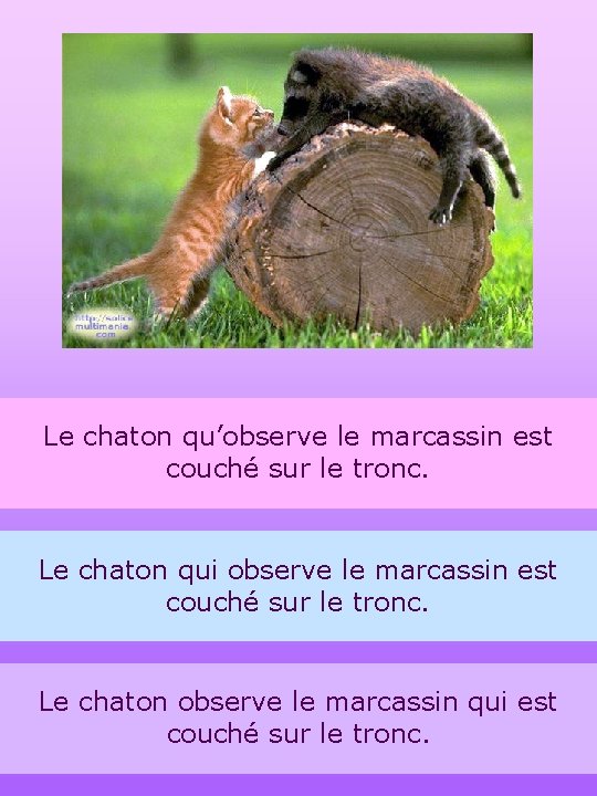 Le chaton qu’observe le marcassin est couché sur le tronc. Le chaton qui observe