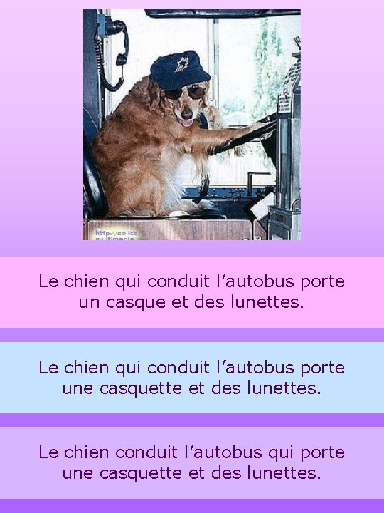 Le chien qui conduit l’autobus porte un casque et des lunettes. Le chien qui