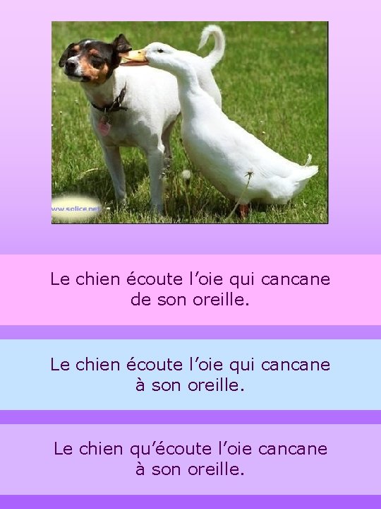 Le chien écoute l’oie qui cancane de son oreille. Le chien écoute l’oie qui