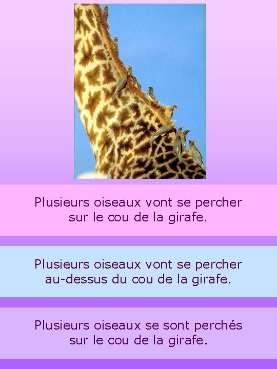 Plusieurs oiseaux vont se percher sur le cou de la girafe. Plusieurs oiseaux vont