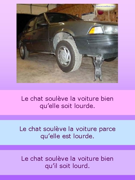 Le chat soulève la voiture bien qu’elle soit lourde. Le chat soulève la voiture