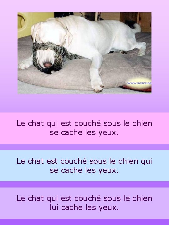 Le chat qui est couché sous le chien se cache les yeux. Le chat