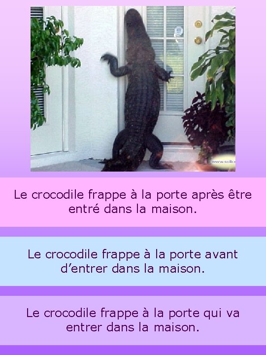 Le crocodile frappe à la porte après être entré dans la maison. Le crocodile