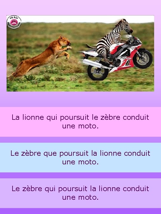 La lionne qui poursuit le zèbre conduit une moto. Le zèbre que poursuit la