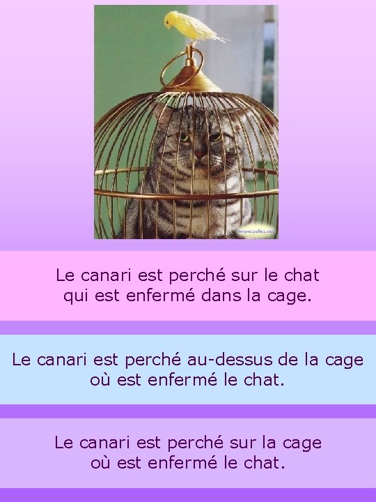 Le canari est perché sur le chat qui est enfermé dans la cage. Le