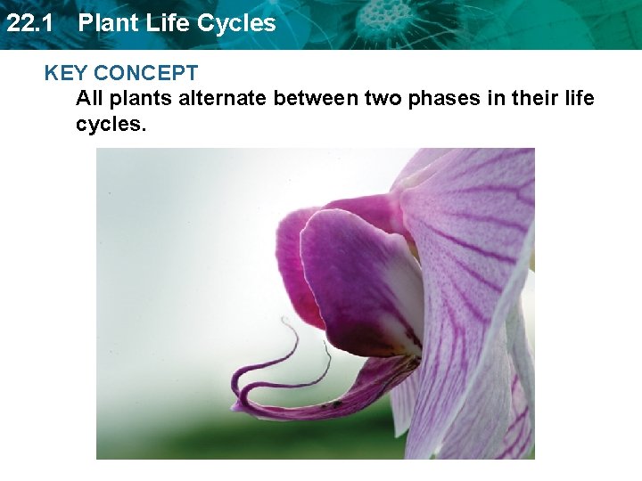 22. 1 Plant Life Cycles KEY CONCEPT All plants alternate between two phases in