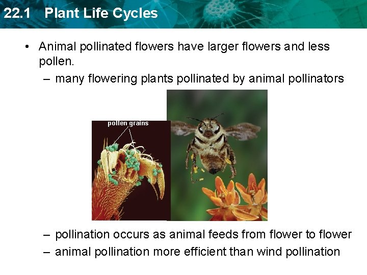 22. 1 Plant Life Cycles • Animal pollinated flowers have larger flowers and less
