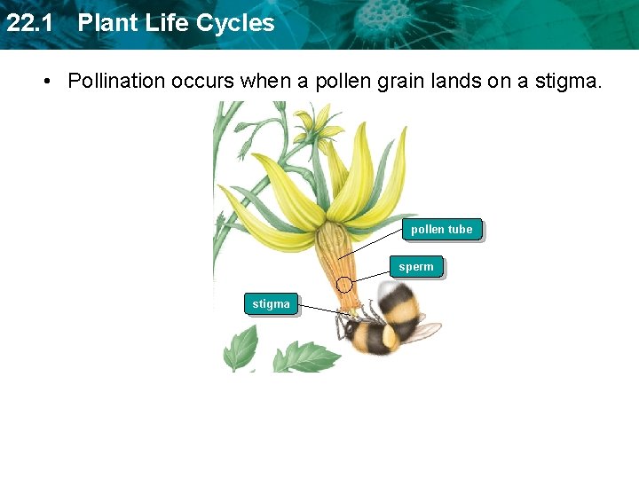 22. 1 Plant Life Cycles • Pollination occurs when a pollen grain lands on