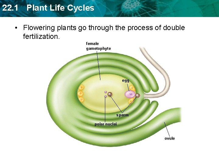 22. 1 Plant Life Cycles • Flowering plants go through the process of double