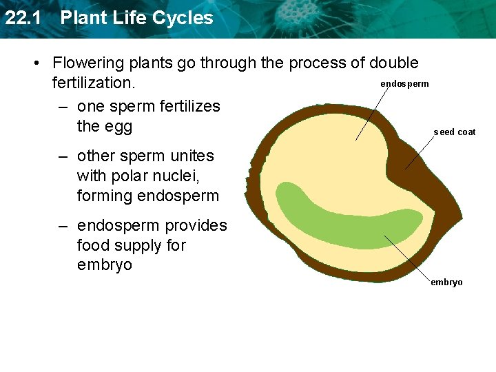 22. 1 Plant Life Cycles • Flowering plants go through the process of double