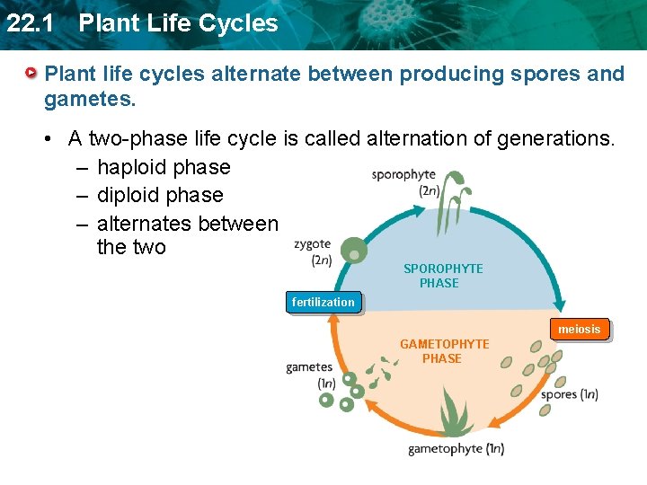 22. 1 Plant Life Cycles Plant life cycles alternate between producing spores and gametes.