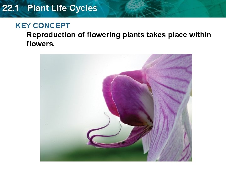 22. 1 Plant Life Cycles KEY CONCEPT Reproduction of flowering plants takes place within