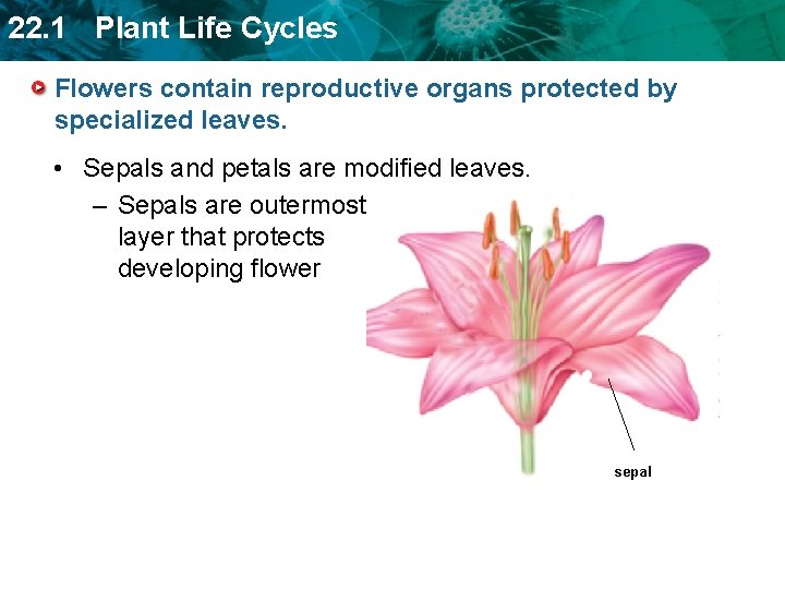 22. 1 Plant Life Cycles Flowers contain reproductive organs protected by specialized leaves. •