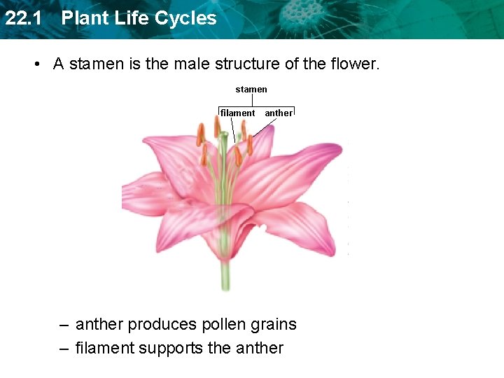 22. 1 Plant Life Cycles • A stamen is the male structure of the
