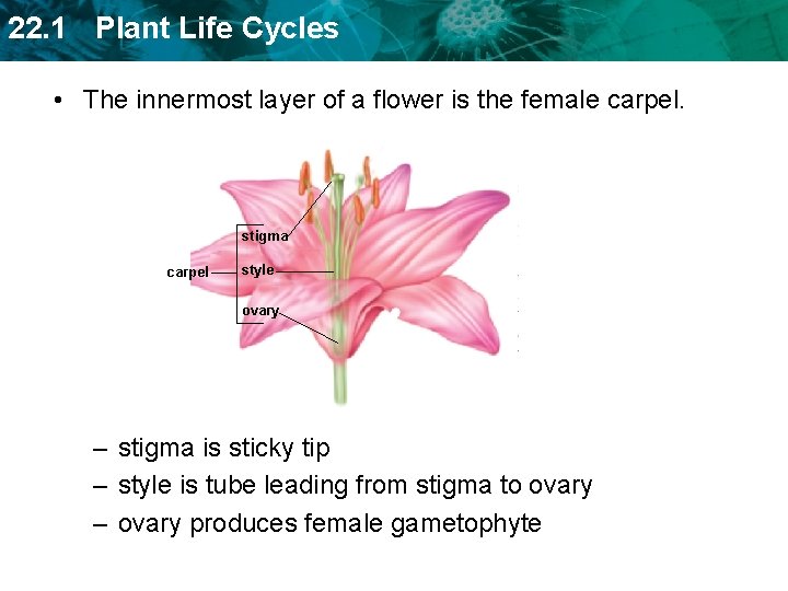 22. 1 Plant Life Cycles • The innermost layer of a flower is the