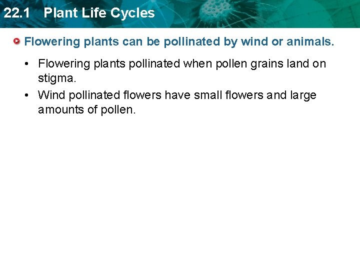 22. 1 Plant Life Cycles Flowering plants can be pollinated by wind or animals.